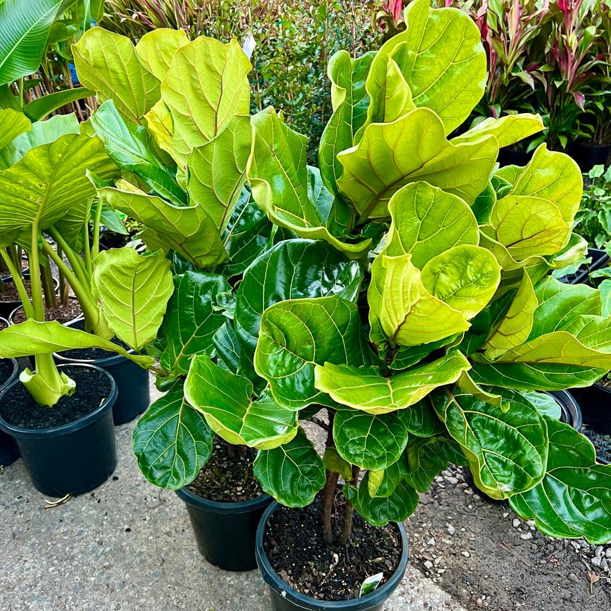 Cây cảnh cát tường, lá to như quạt, xanh tươi 4 mùa, giúp gia đình thu hút tài lộc, tích lũy của cải- Ảnh 16.