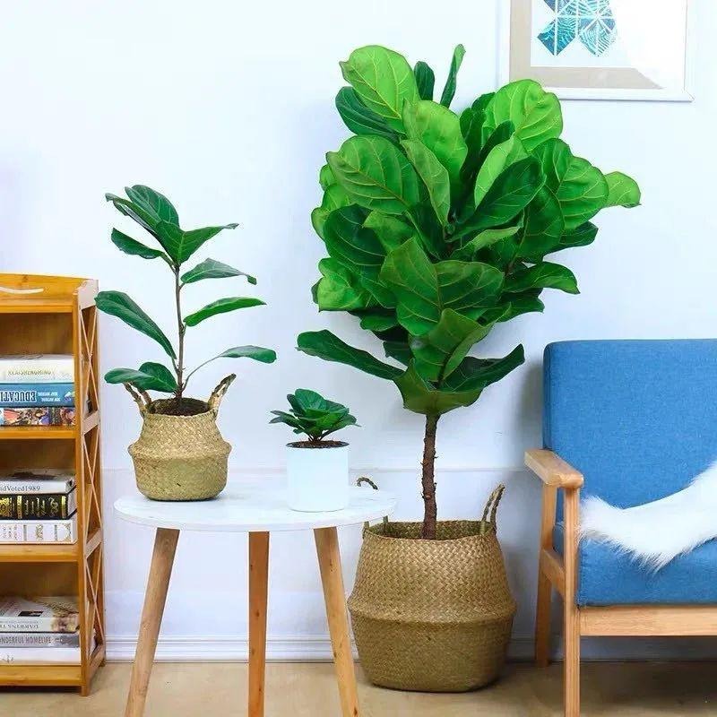 Cây cảnh cát tường, lá to như quạt, xanh tươi 4 mùa, giúp gia đình thu hút tài lộc, tích lũy của cải- Ảnh 8.