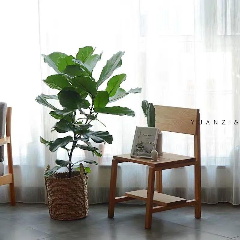 Cây cảnh cát tường, lá to như quạt, xanh tươi 4 mùa, giúp gia đình thu hút tài lộc, tích lũy của cải- Ảnh 9.