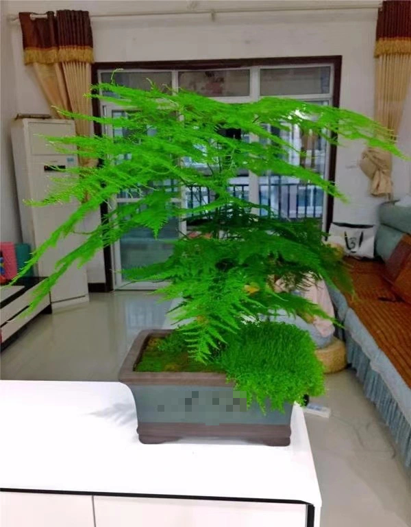 Cây cảnh dưỡng người, dáng nhỏ, lá kim, càng trồng càng mang lại tài lộc, cát tường- Ảnh 13.