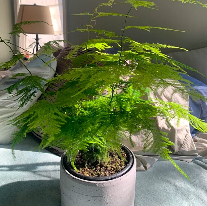 Cây cảnh dưỡng người, dáng nhỏ, lá kim, càng trồng càng mang lại tài lộc, cát tường- Ảnh 8.