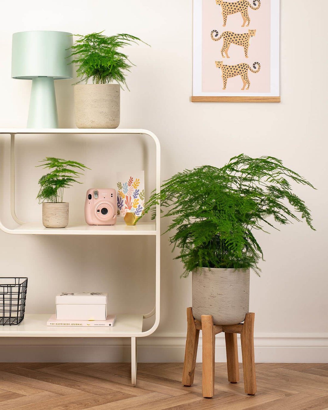 Cây cảnh dưỡng người, dáng nhỏ, lá kim, càng trồng càng mang lại tài lộc, cát tường- Ảnh 6.