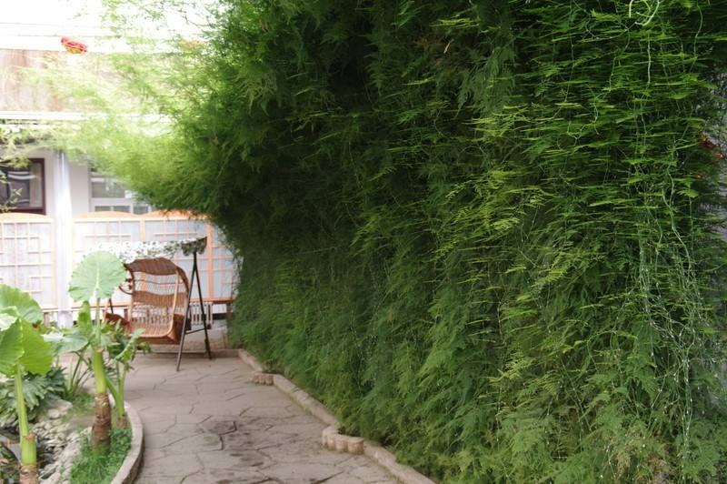 Cây cảnh dưỡng người, dáng nhỏ, lá kim, càng trồng càng mang lại tài lộc, cát tường- Ảnh 11.