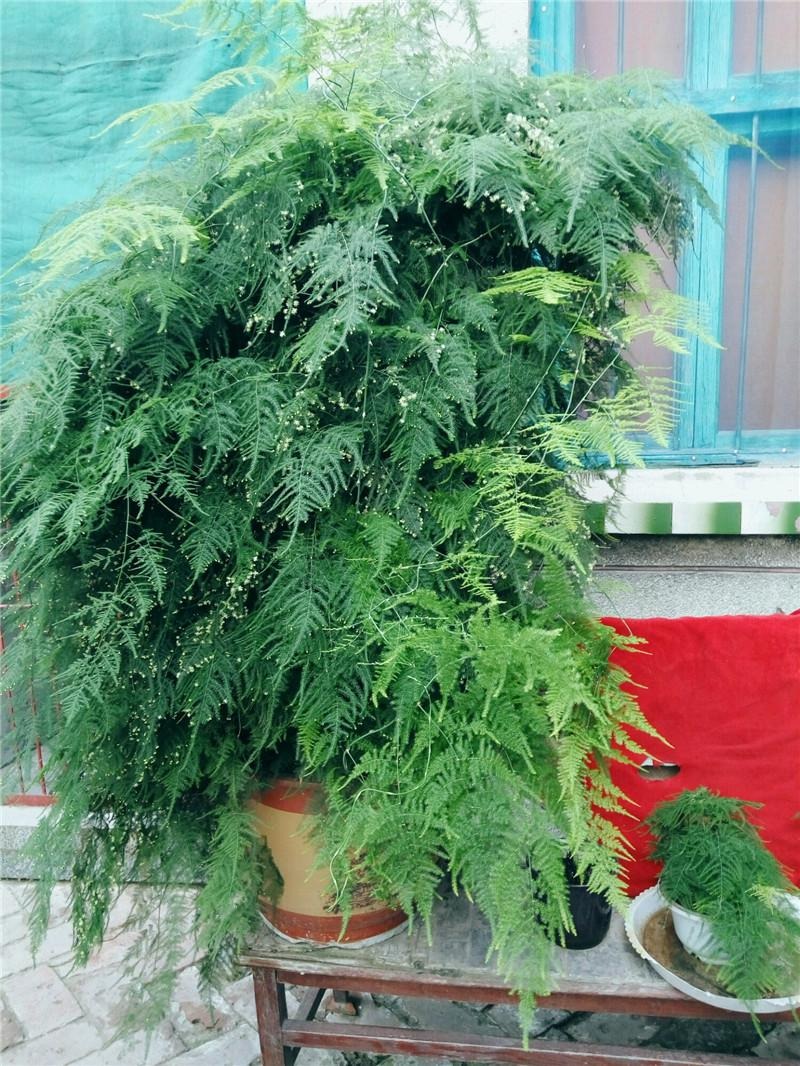 Cây cảnh dưỡng người, dáng nhỏ, lá kim, càng trồng càng mang lại tài lộc, cát tường- Ảnh 12.