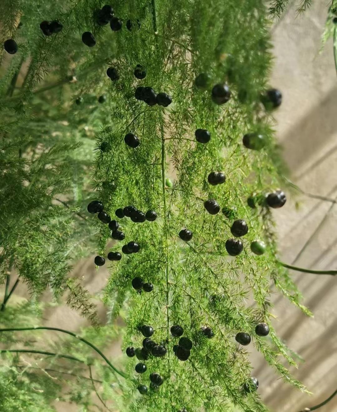 Cây cảnh dưỡng người, dáng nhỏ, lá kim, càng trồng càng mang lại tài lộc, cát tường- Ảnh 9.