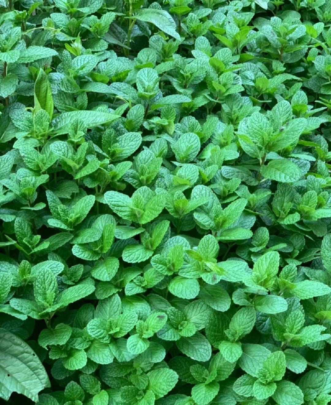 Đừng trồng cây cảnh trong sân một cách mù quáng, hoa đẹp mấy cũng coi chừng hối không kịp- Ảnh 6.