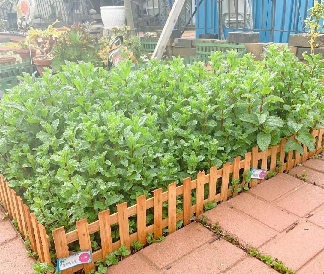 Đừng trồng cây cảnh trong sân một cách mù quáng, hoa đẹp mấy cũng coi chừng hối không kịp- Ảnh 7.