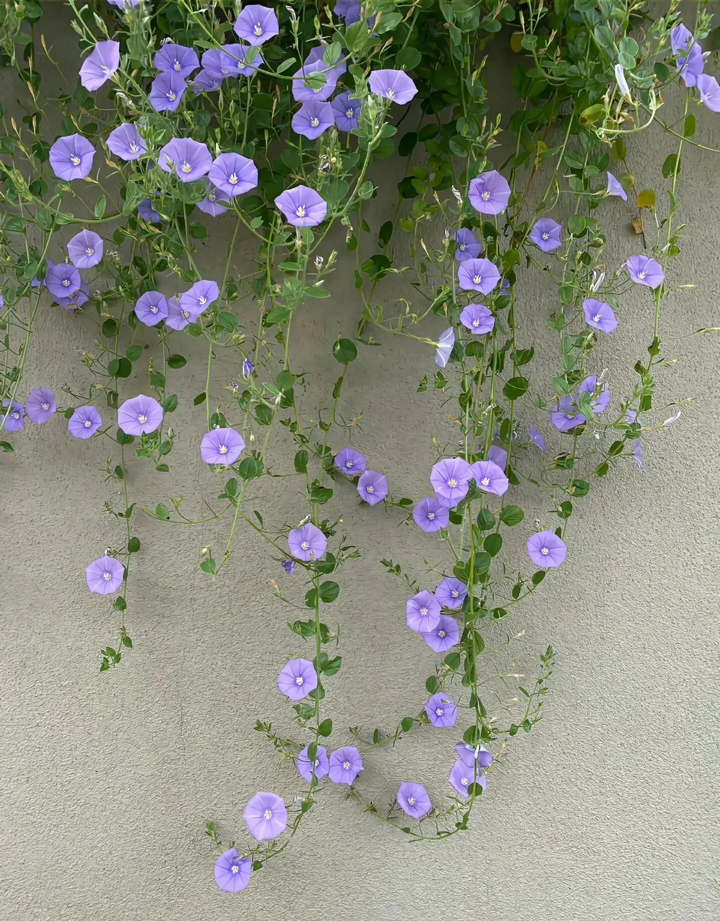 Đừng trồng cây cảnh trong sân một cách mù quáng, hoa đẹp mấy cũng coi chừng hối không kịp- Ảnh 1.