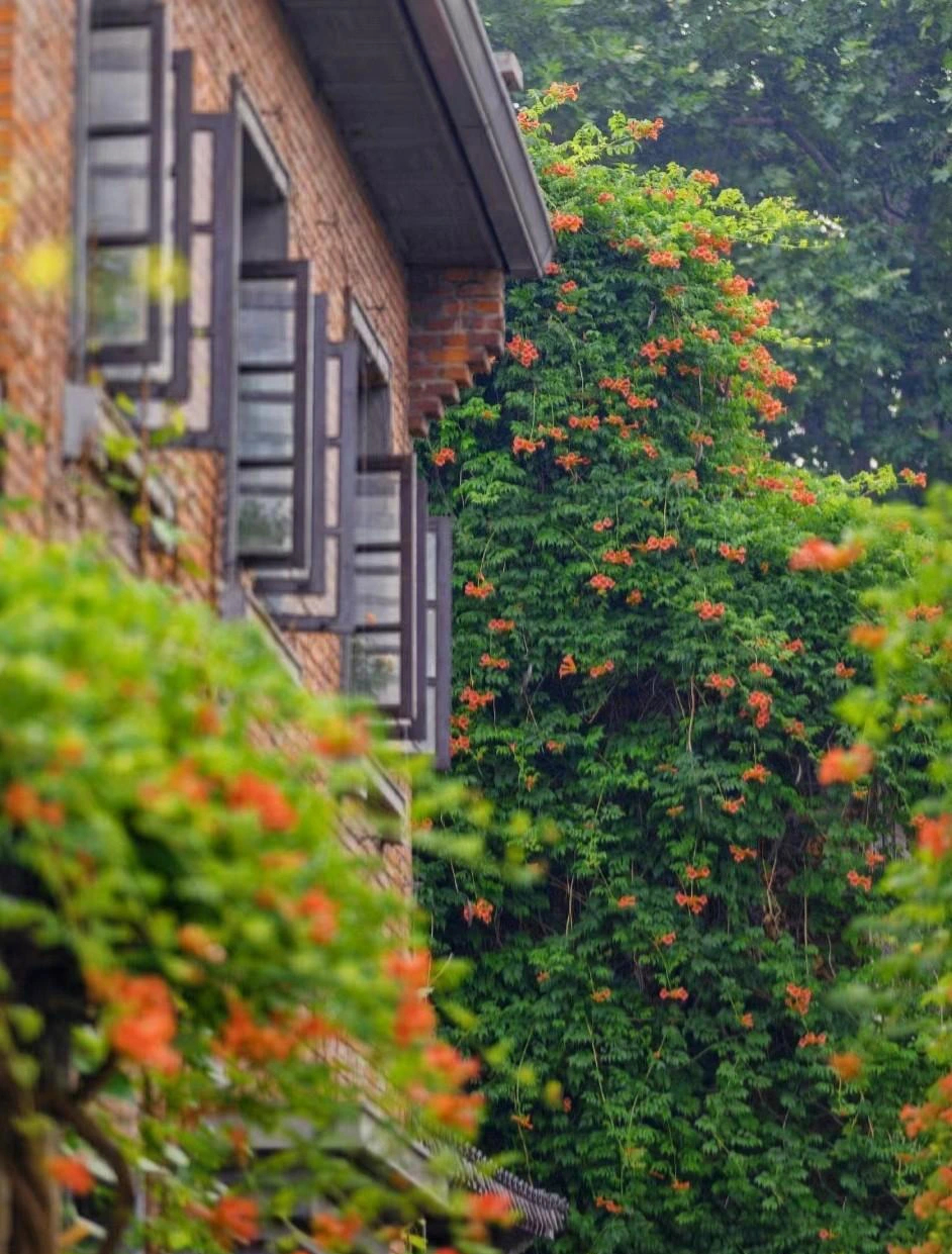 Đừng trồng cây cảnh trong sân một cách mù quáng, hoa đẹp mấy cũng coi chừng hối không kịp- Ảnh 15.