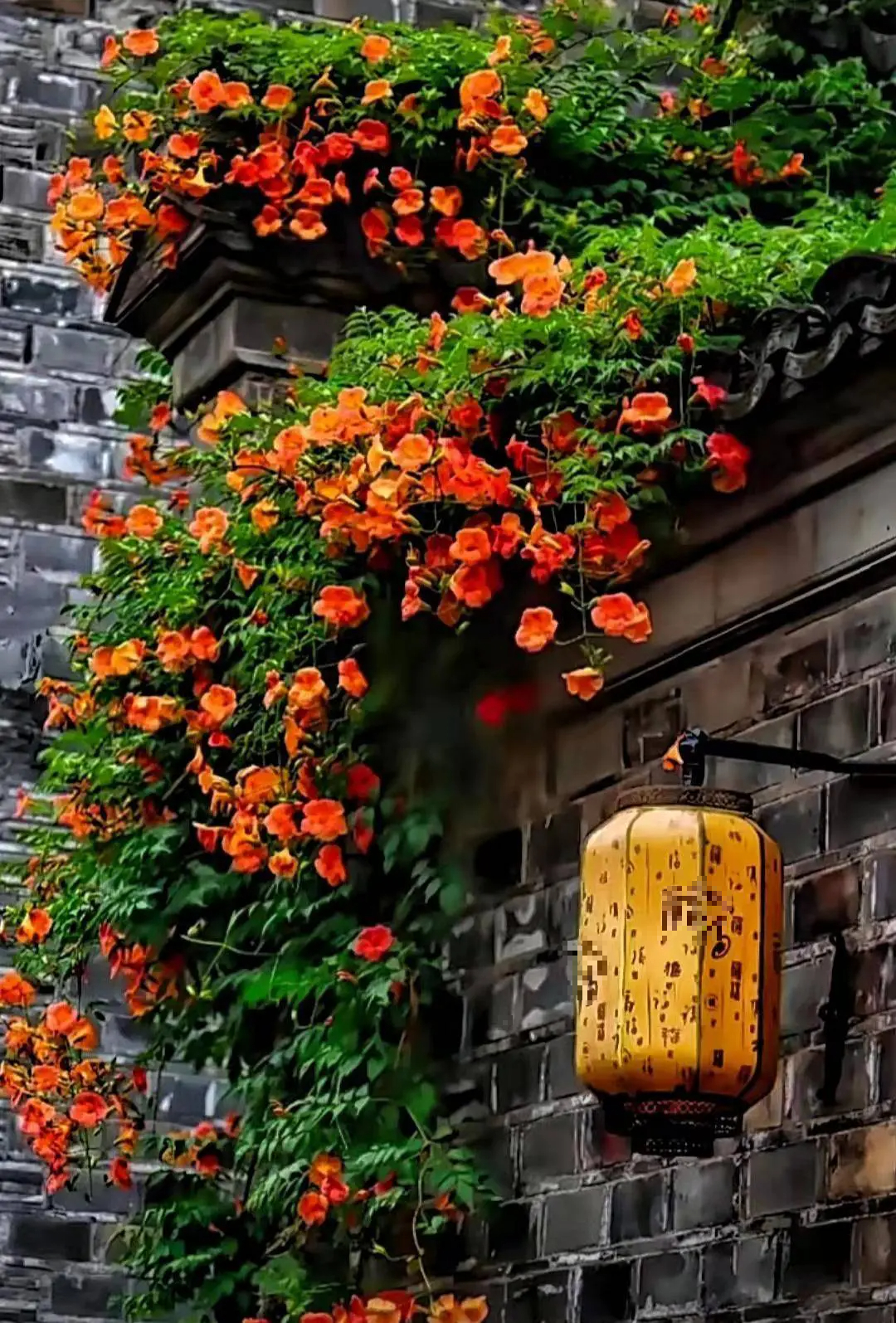 Đừng trồng cây cảnh trong sân một cách mù quáng, hoa đẹp mấy cũng coi chừng hối không kịp- Ảnh 16.