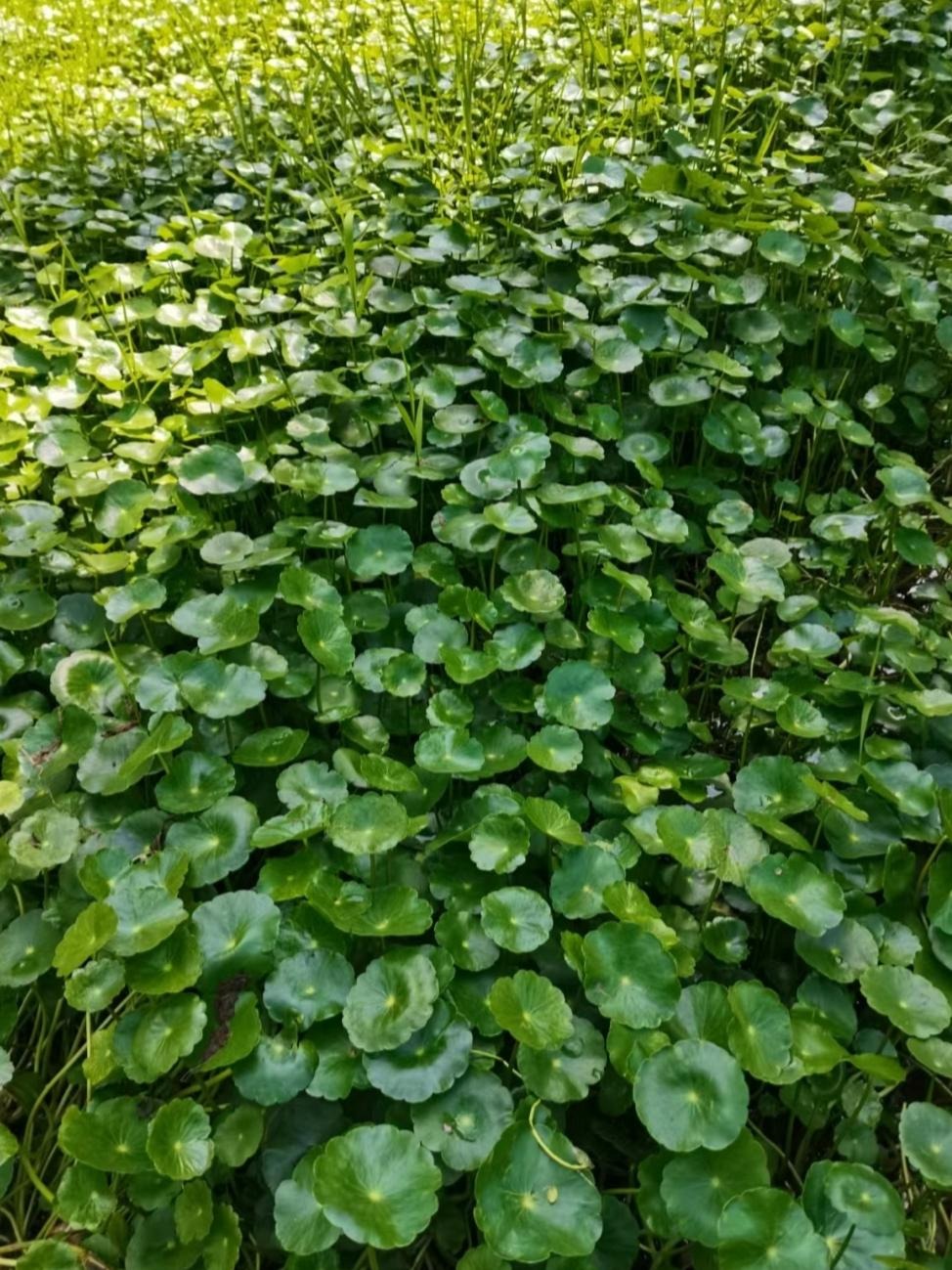 Đừng trồng cây cảnh trong sân một cách mù quáng, hoa đẹp mấy cũng coi chừng hối không kịp- Ảnh 8.