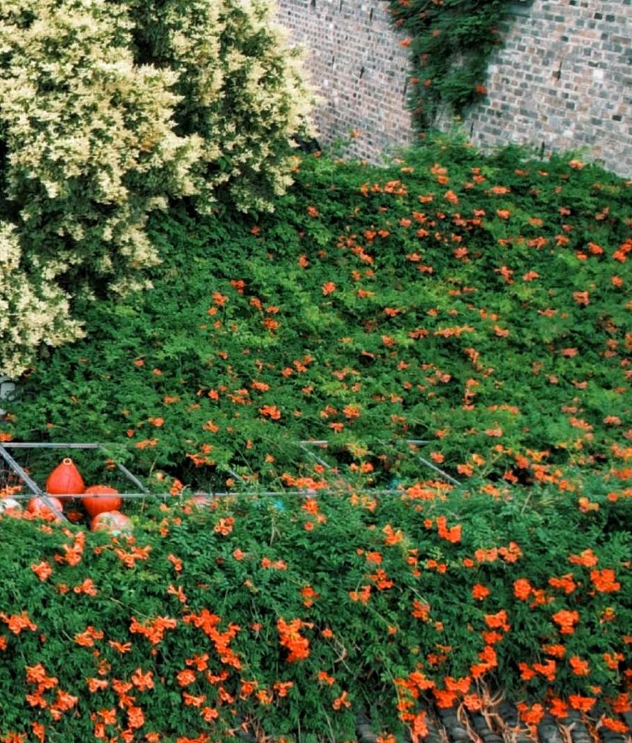 Đừng trồng cây cảnh trong sân một cách mù quáng, hoa đẹp mấy cũng coi chừng hối không kịp- Ảnh 14.