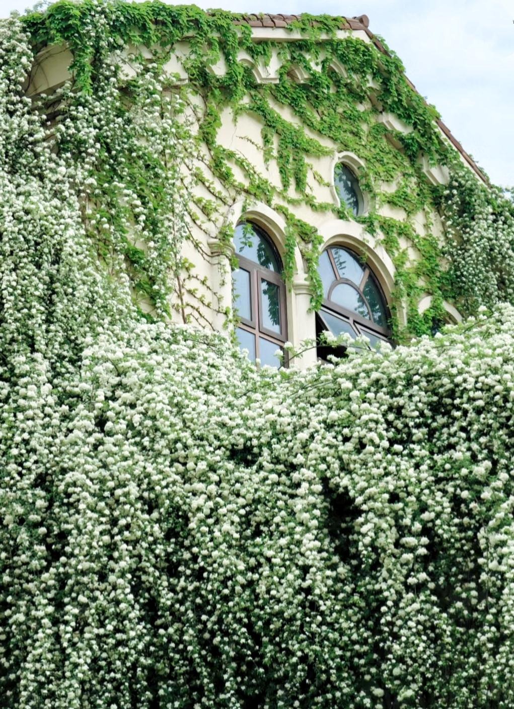 Đừng trồng cây cảnh trong sân một cách mù quáng, hoa đẹp mấy cũng coi chừng hối không kịp- Ảnh 4.