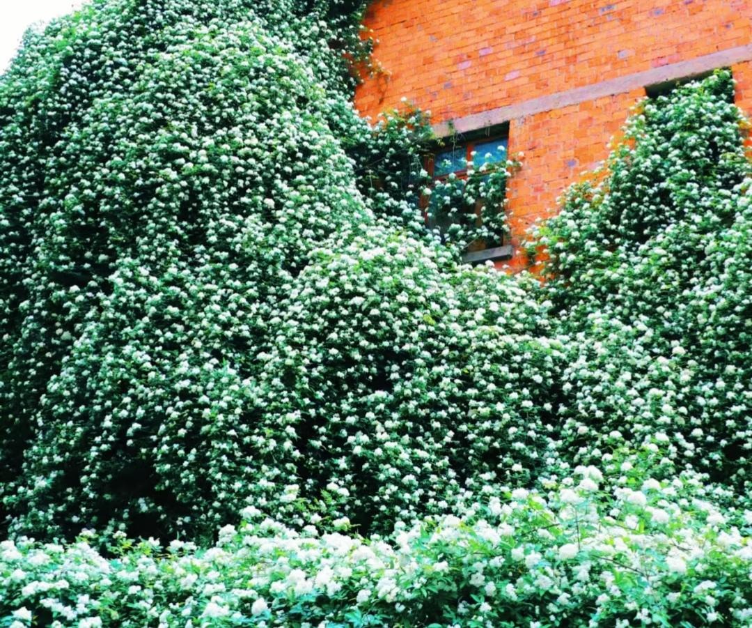 Đừng trồng cây cảnh trong sân một cách mù quáng, hoa đẹp mấy cũng coi chừng hối không kịp- Ảnh 5.