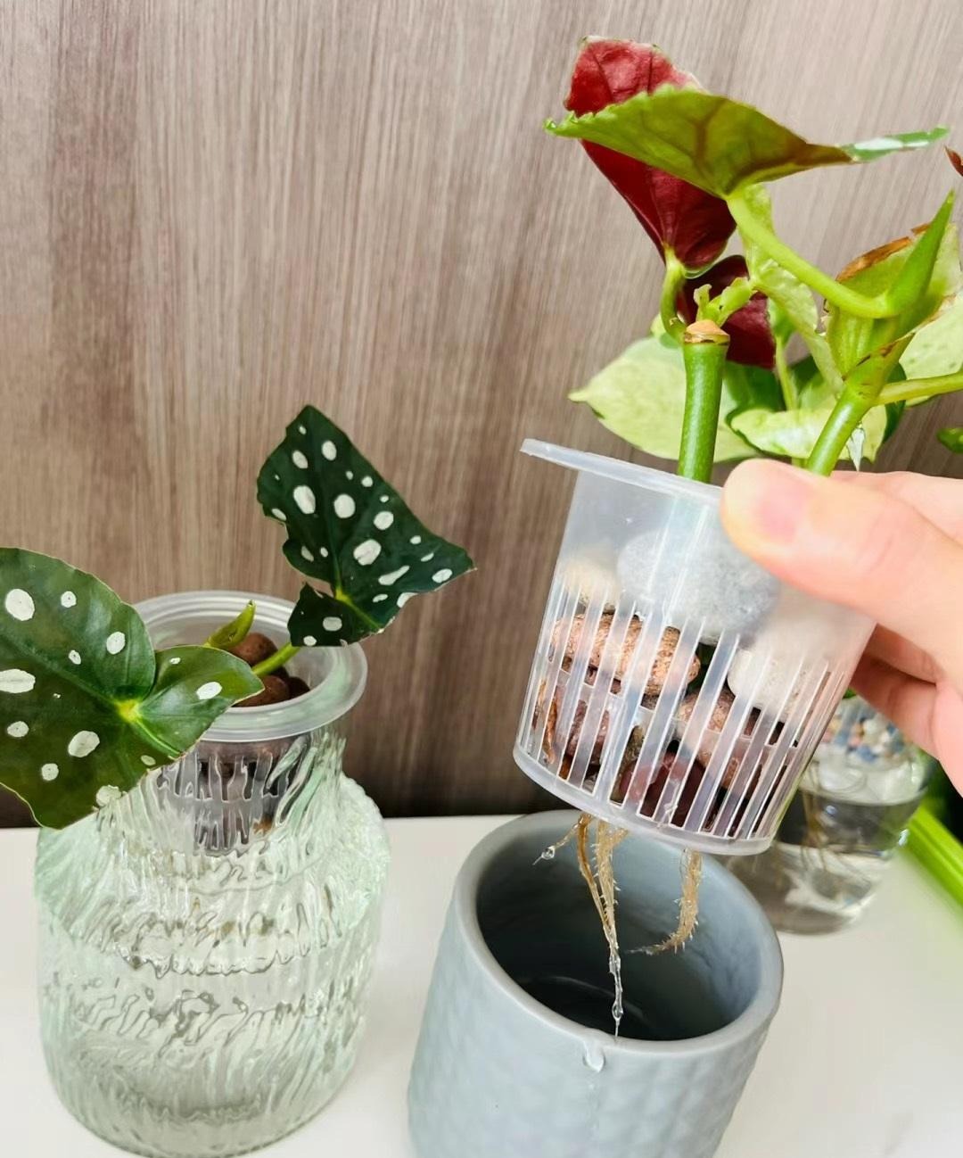 Cây cảnh "nữ hoàng chấm bi", quý tộc, xinh đẹp, sống động như có đàn cá hồi bơi trong nhà- Ảnh 11. Cây cảnh "nữ hoàng chấm bi", quý tộc, xinh đẹp, sống động như có đàn cá hồi bơi trong nhà- Ảnh 11.