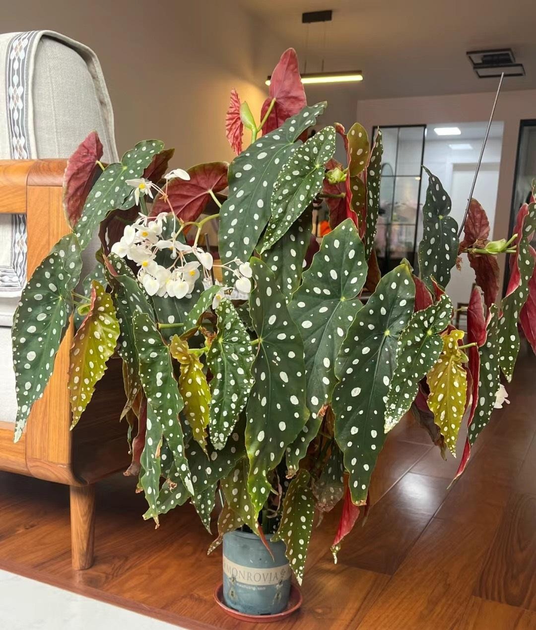 Cây cảnh "nữ hoàng chấm bi", quý tộc, xinh đẹp, sống động như có đàn cá hồi bơi trong nhà- Ảnh 6. Cây cảnh "nữ hoàng chấm bi", quý tộc, xinh đẹp, sống động như có đàn cá hồi bơi trong nhà- Ảnh 6.