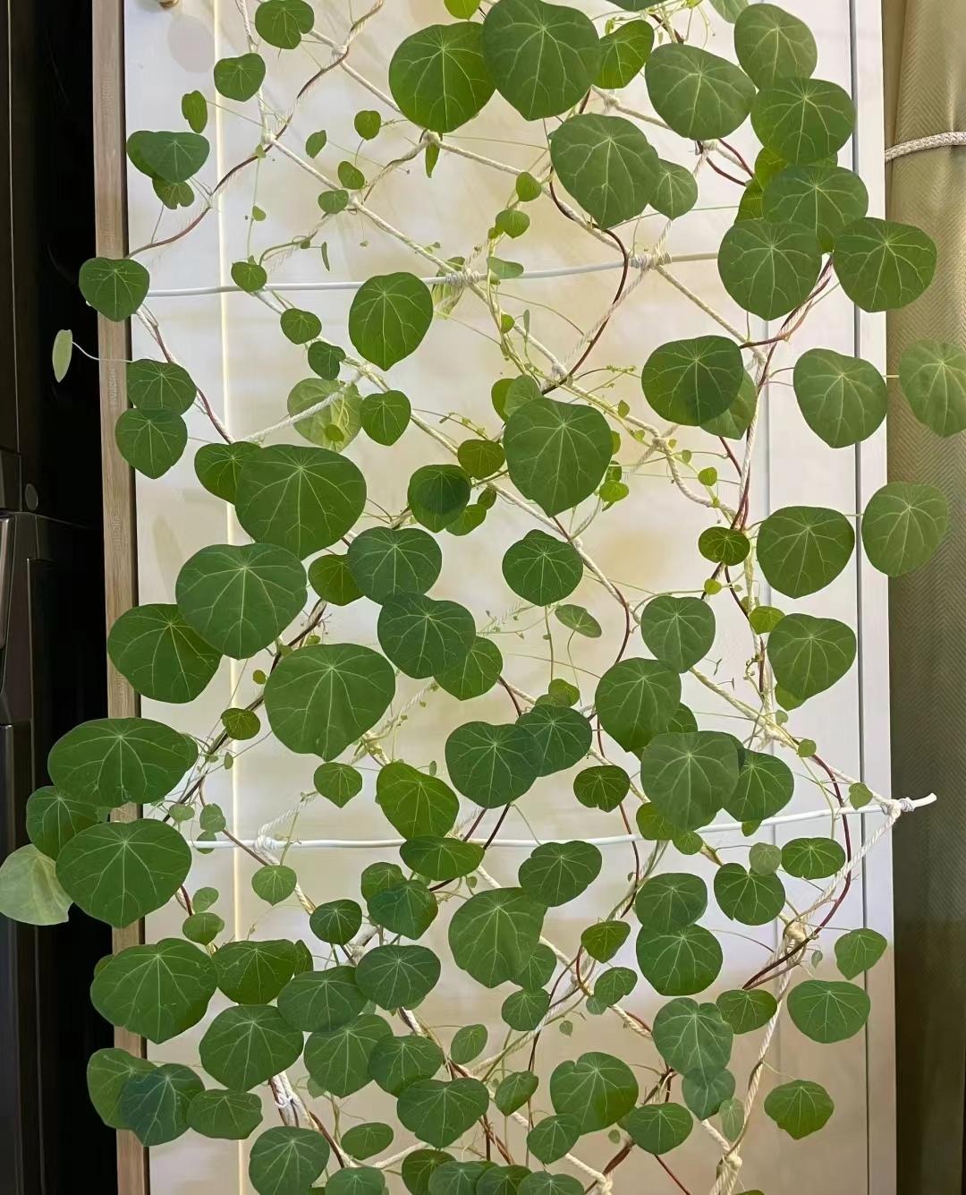 "Lên đời" phòng khách với cây cảnh cao cấp, sang chảnh, cải thiện phong thủy, mang lại niềm vui- Ảnh 4.