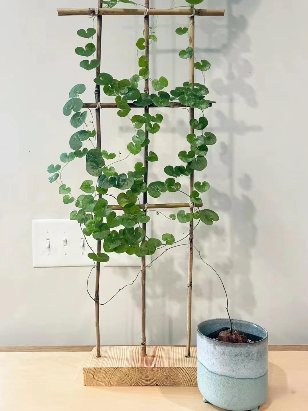 "Lên đời" phòng khách với cây cảnh cao cấp, sang chảnh, cải thiện phong thủy, mang lại niềm vui- Ảnh 6.