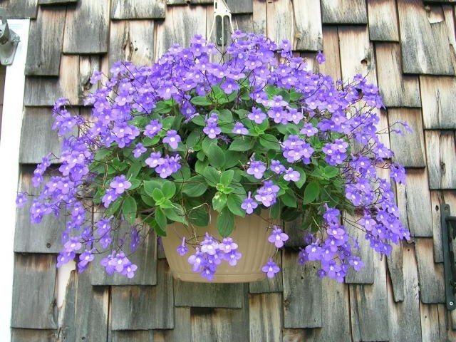 Cây cảnh hoa xanh biếc nở 365 ngày, trồng trong nhà ngắm "cá bơi", "bướm lượn" suốt năm - Ảnh 7.