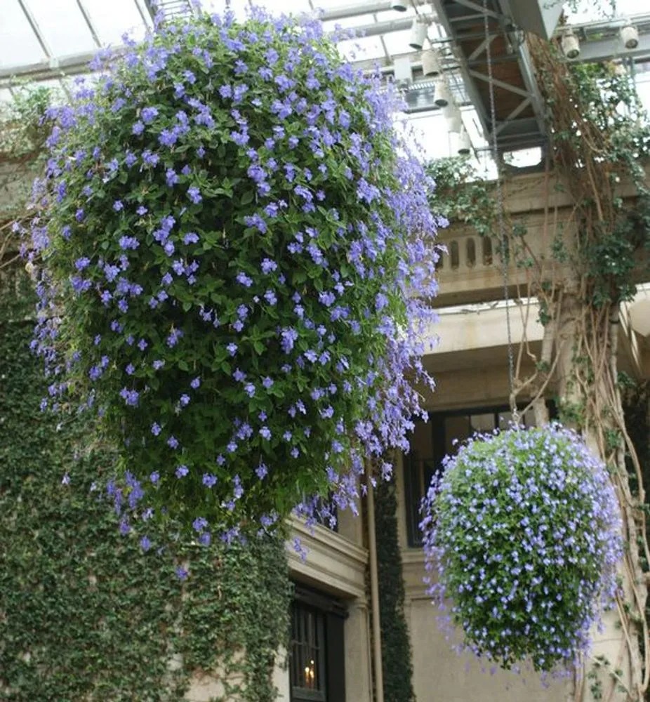 Cây cảnh hoa xanh biếc nở 365 ngày, trồng trong nhà ngắm "cá bơi", "bướm lượn" suốt năm - Ảnh 8.