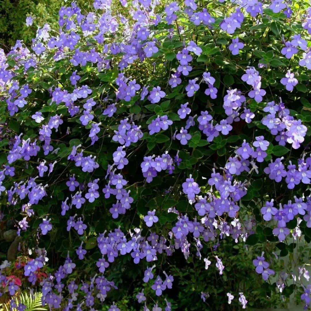 Cây cảnh hoa xanh biếc nở 365 ngày, trồng trong nhà ngắm "cá bơi", "bướm lượn" suốt năm - Ảnh 5.