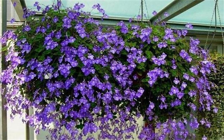 Cây cảnh hoa xanh biếc nở 365 ngày, trồng trong nhà ngắm "cá bơi", "bướm lượn" suốt năm - Ảnh 12.