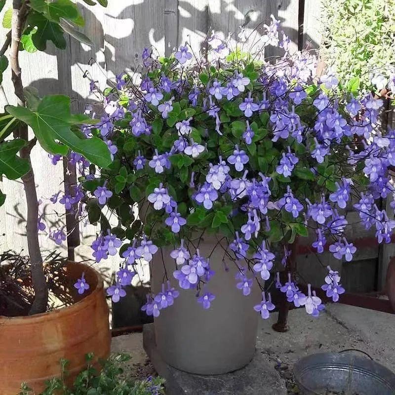 Cây cảnh hoa xanh biếc nở 365 ngày, trồng trong nhà ngắm "cá bơi", "bướm lượn" suốt năm - Ảnh 13.