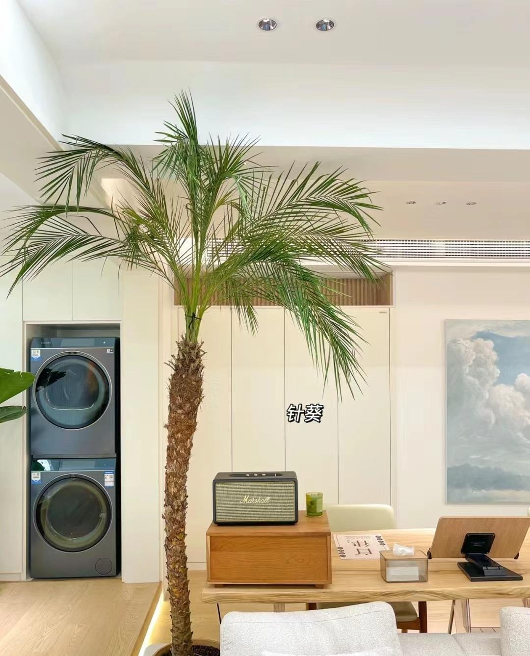 "Lên đời" phòng khách với cây cảnh cao cấp, sang chảnh, cải thiện phong thủy, mang lại niềm vui- Ảnh 16.