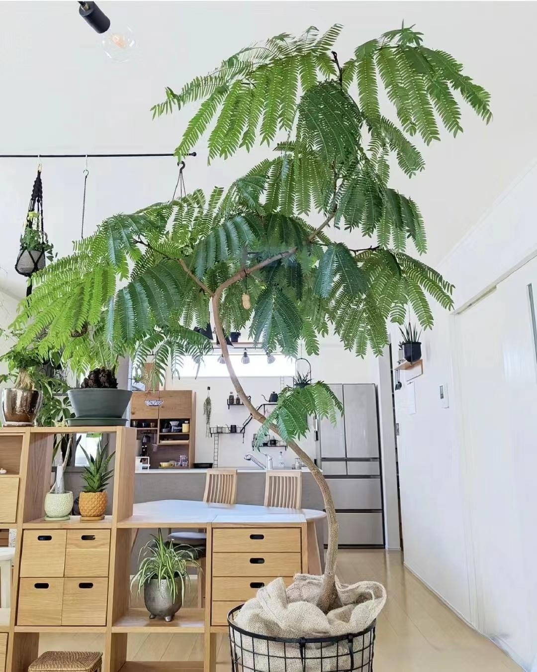 "Lên đời" phòng khách với cây cảnh cao cấp, sang chảnh, cải thiện phong thủy, mang lại niềm vui- Ảnh 9.