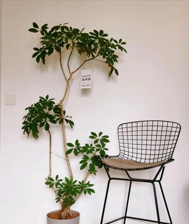 "Lên đời" phòng khách với cây cảnh cao cấp, sang chảnh, cải thiện phong thủy, mang lại niềm vui- Ảnh 12.