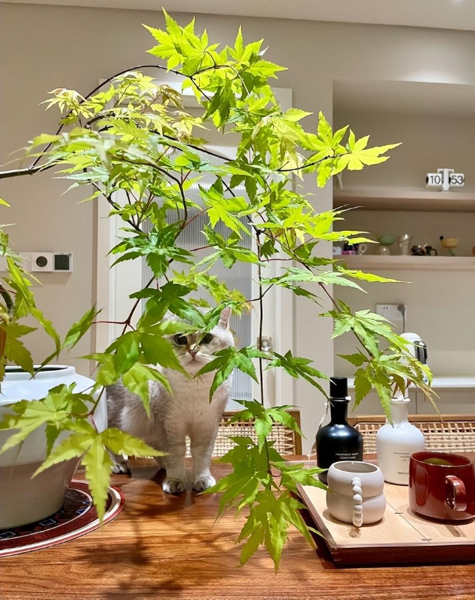 "Lên đời" phòng khách với cây cảnh cao cấp, sang chảnh, cải thiện phong thủy, mang lại niềm vui- Ảnh 2.