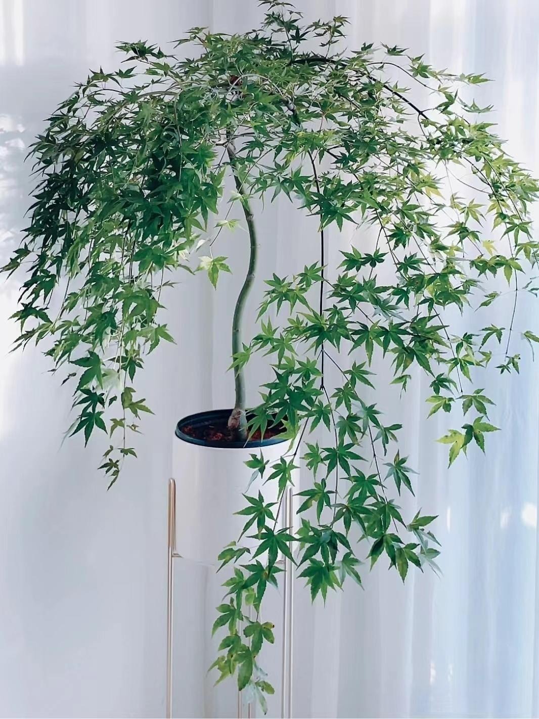 "Lên đời" phòng khách với cây cảnh cao cấp, sang chảnh, cải thiện phong thủy, mang lại niềm vui- Ảnh 1.