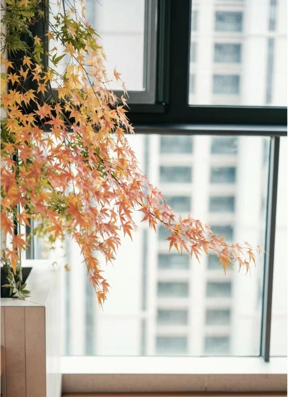 "Lên đời" phòng khách với cây cảnh cao cấp, sang chảnh, cải thiện phong thủy, mang lại niềm vui- Ảnh 3.