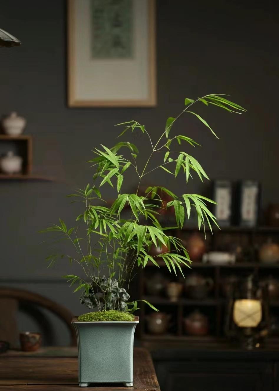 "Lên đời" phòng khách với cây cảnh cao cấp, sang chảnh, cải thiện phong thủy, mang lại niềm vui- Ảnh 11.