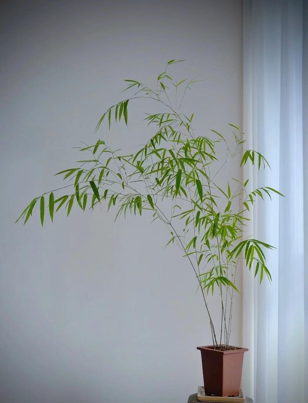 "Lên đời" phòng khách với cây cảnh cao cấp, sang chảnh, cải thiện phong thủy, mang lại niềm vui- Ảnh 10.