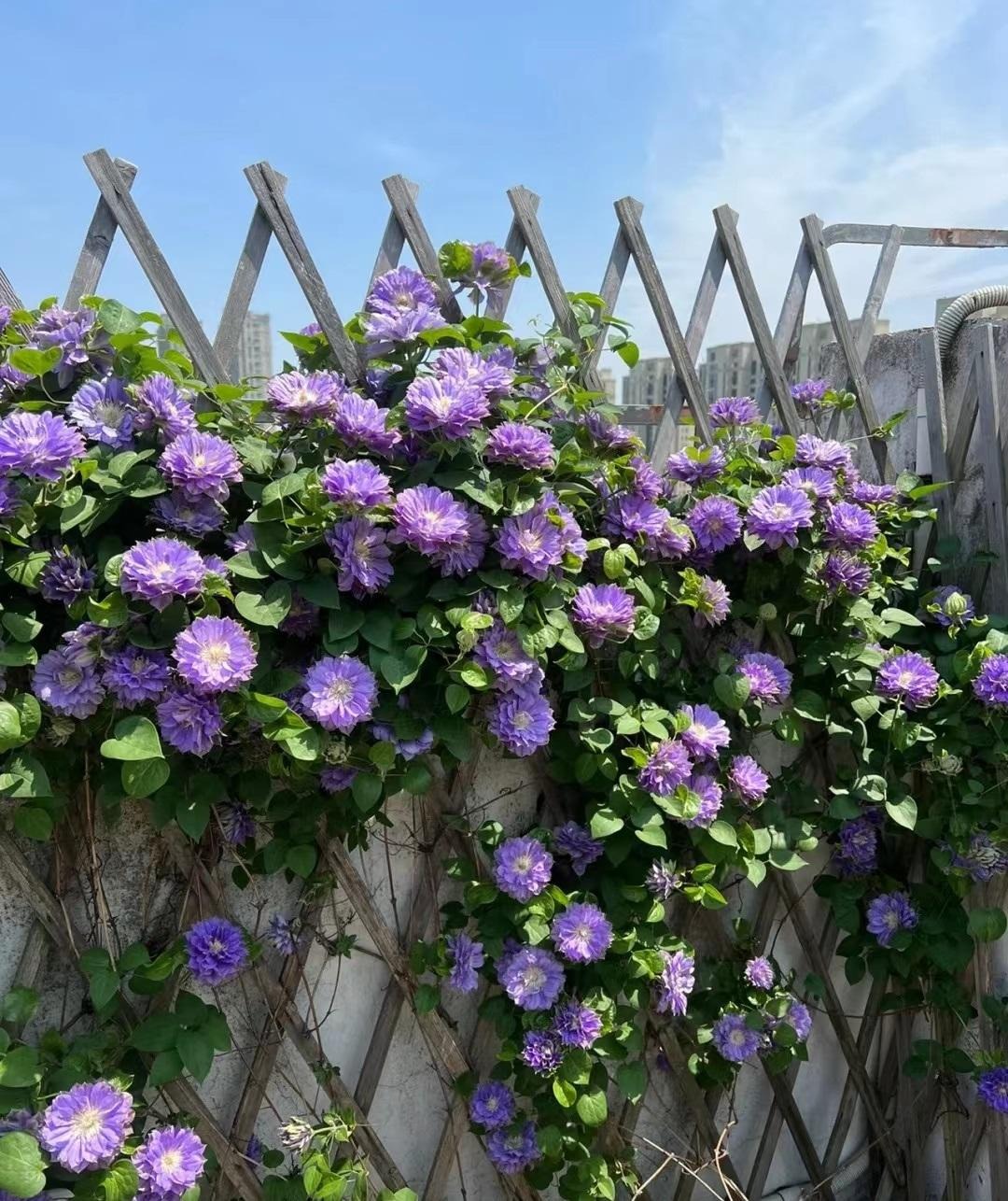 Cây cảnh cát tường, hoa xanh biếc như bầu trời, nở hoa 3 mùa, mỗi ngày đón bình an, may mắn- Ảnh 9.