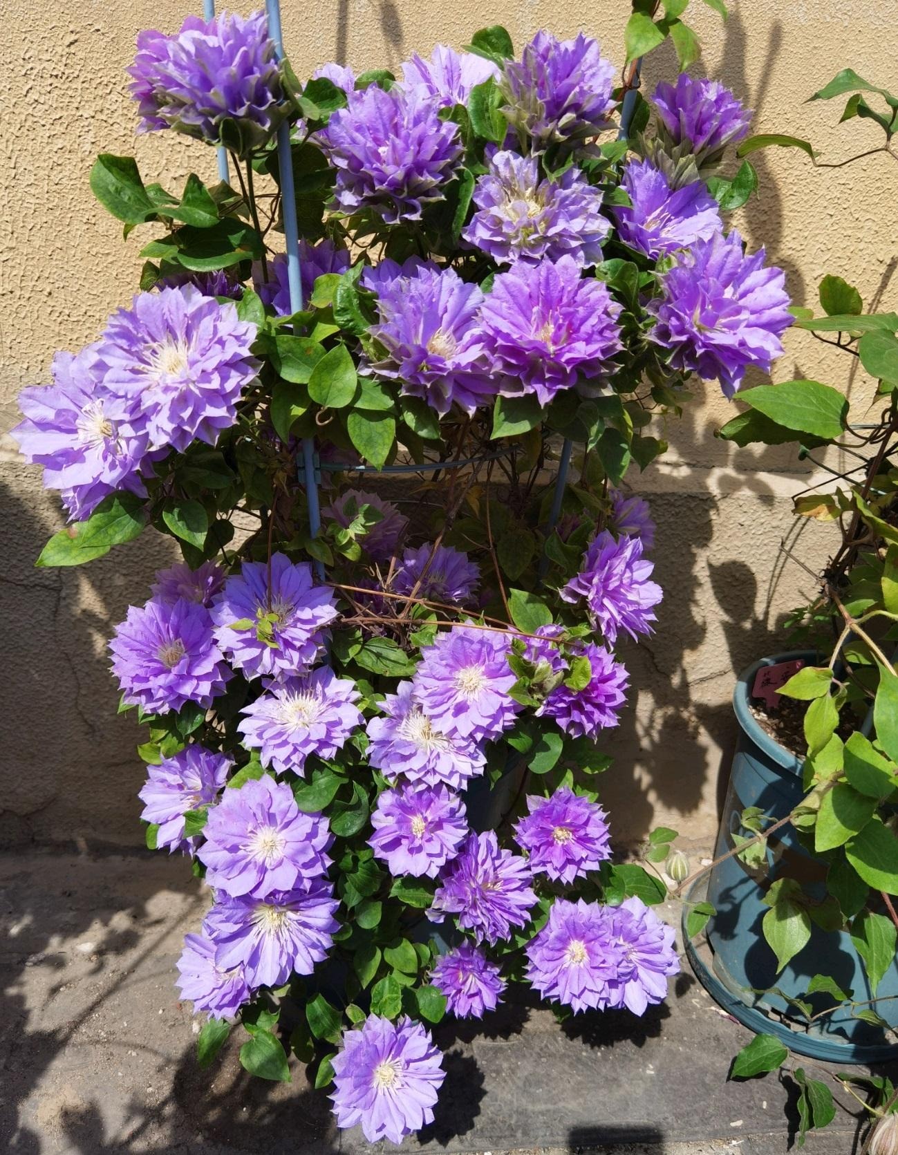 Cây cảnh cát tường, hoa xanh biếc như bầu trời, nở hoa 3 mùa, mỗi ngày đón bình an, may mắn- Ảnh 7.