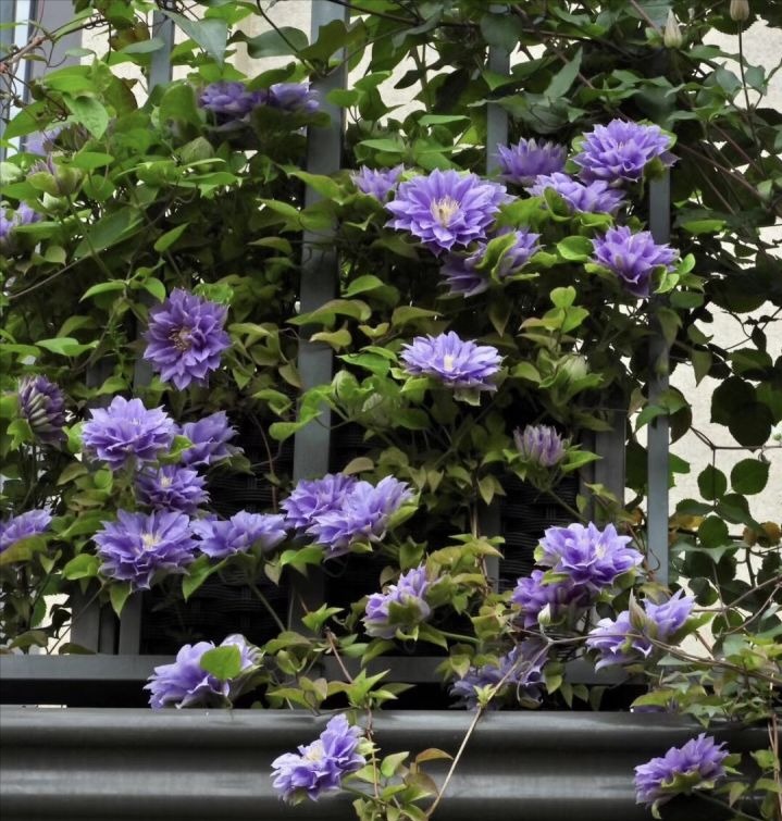 Cây cảnh cát tường, hoa xanh biếc như bầu trời, nở hoa 3 mùa, mỗi ngày đón bình an, may mắn- Ảnh 8.