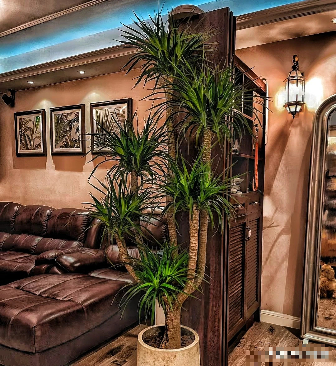 Người giàu thích trồng 2 cây cảnh giữ nhà, thu hút tài lộc, mang lại phước lành cho gia đình- Ảnh 4.