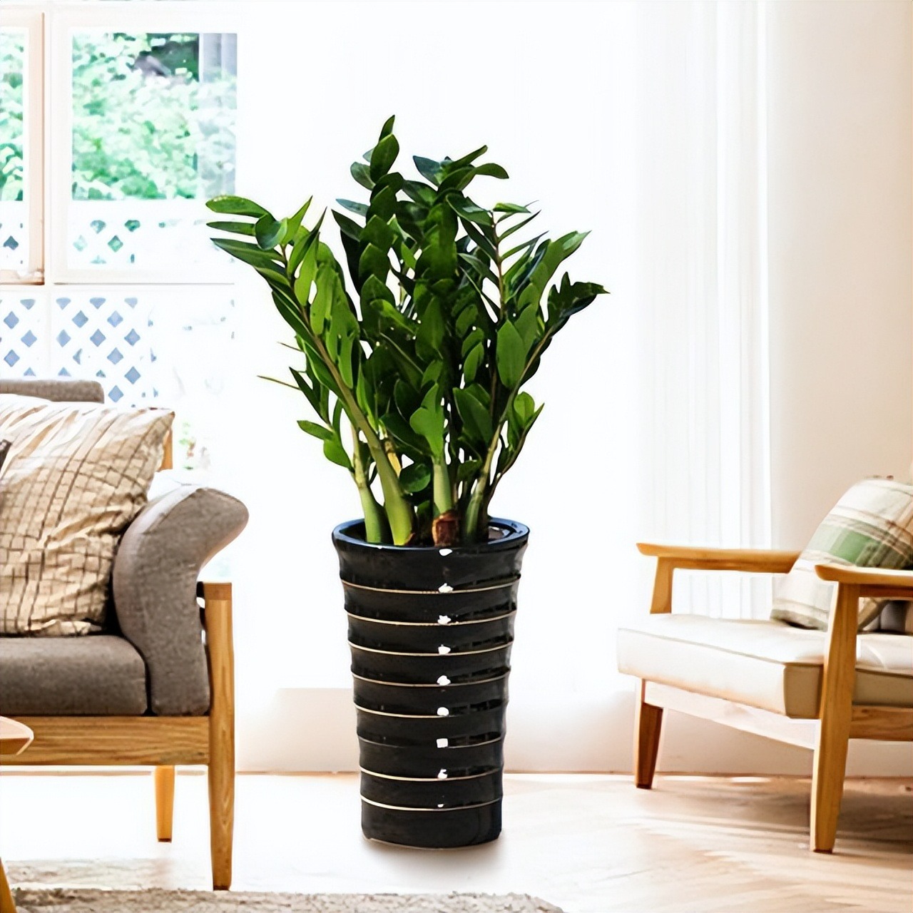 Người giàu thích trồng 2 cây cảnh giữ nhà, thu hút tài lộc, mang lại phước lành cho gia đình- Ảnh 8.