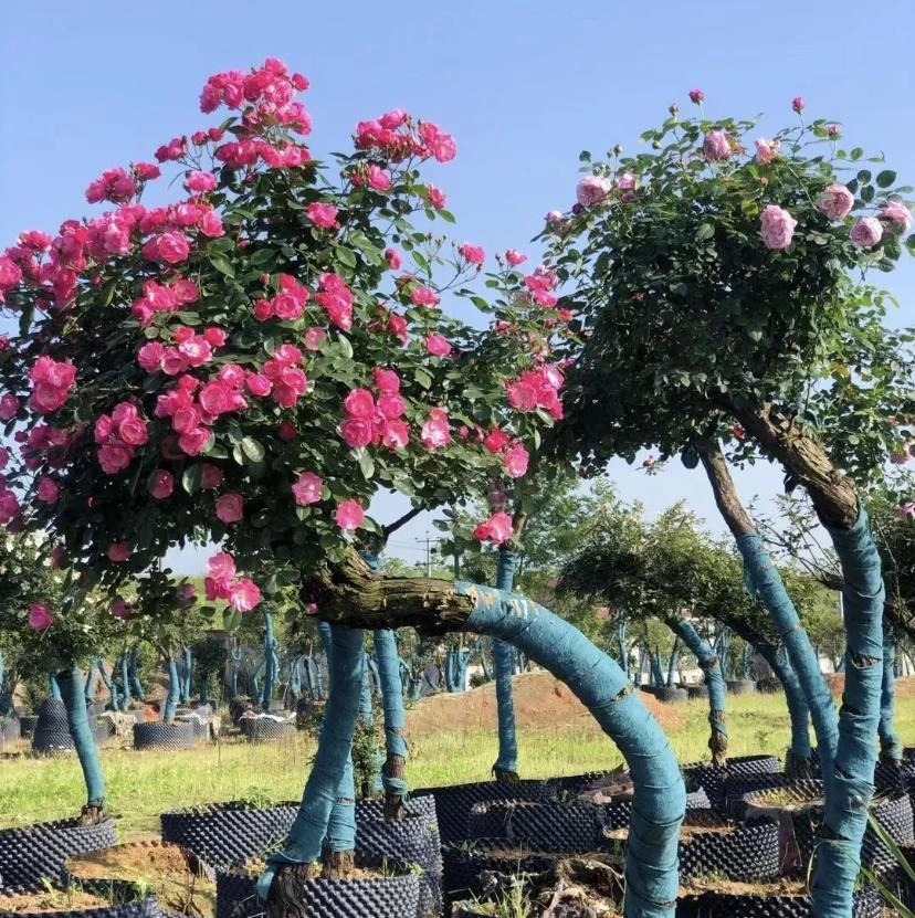 Cây cảnh quen mà lạ, nhiều hoa, ít sâu bệnh, trồng trong nhà xua đuổi xui xẻo, chiêu may, hút lộc- Ảnh 15.