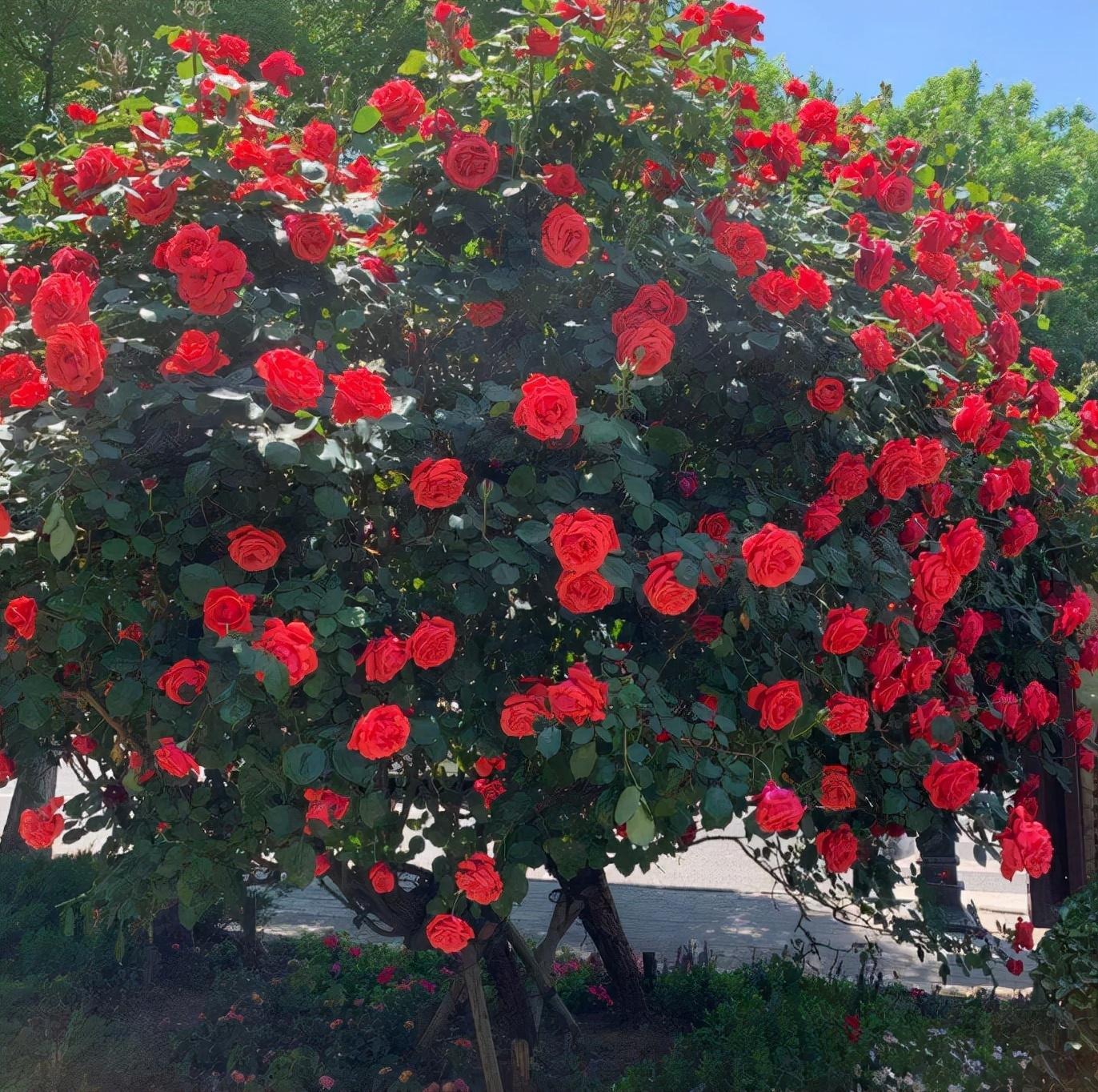 Cây cảnh quen mà lạ, nhiều hoa, ít sâu bệnh, trồng trong nhà xua đuổi xui xẻo, chiêu may, hút lộc- Ảnh 12.