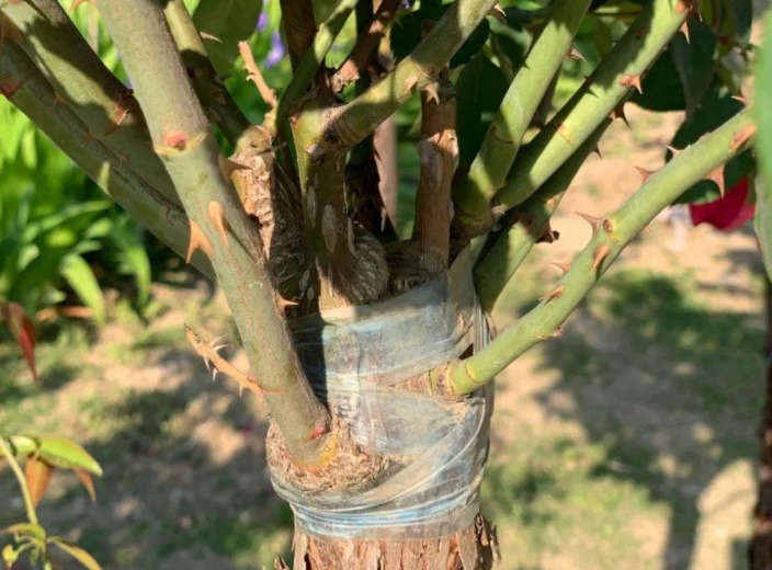 Cây cảnh quen mà lạ, nhiều hoa, ít sâu bệnh, trồng trong nhà xua đuổi xui xẻo, chiêu may, hút lộc- Ảnh 3.