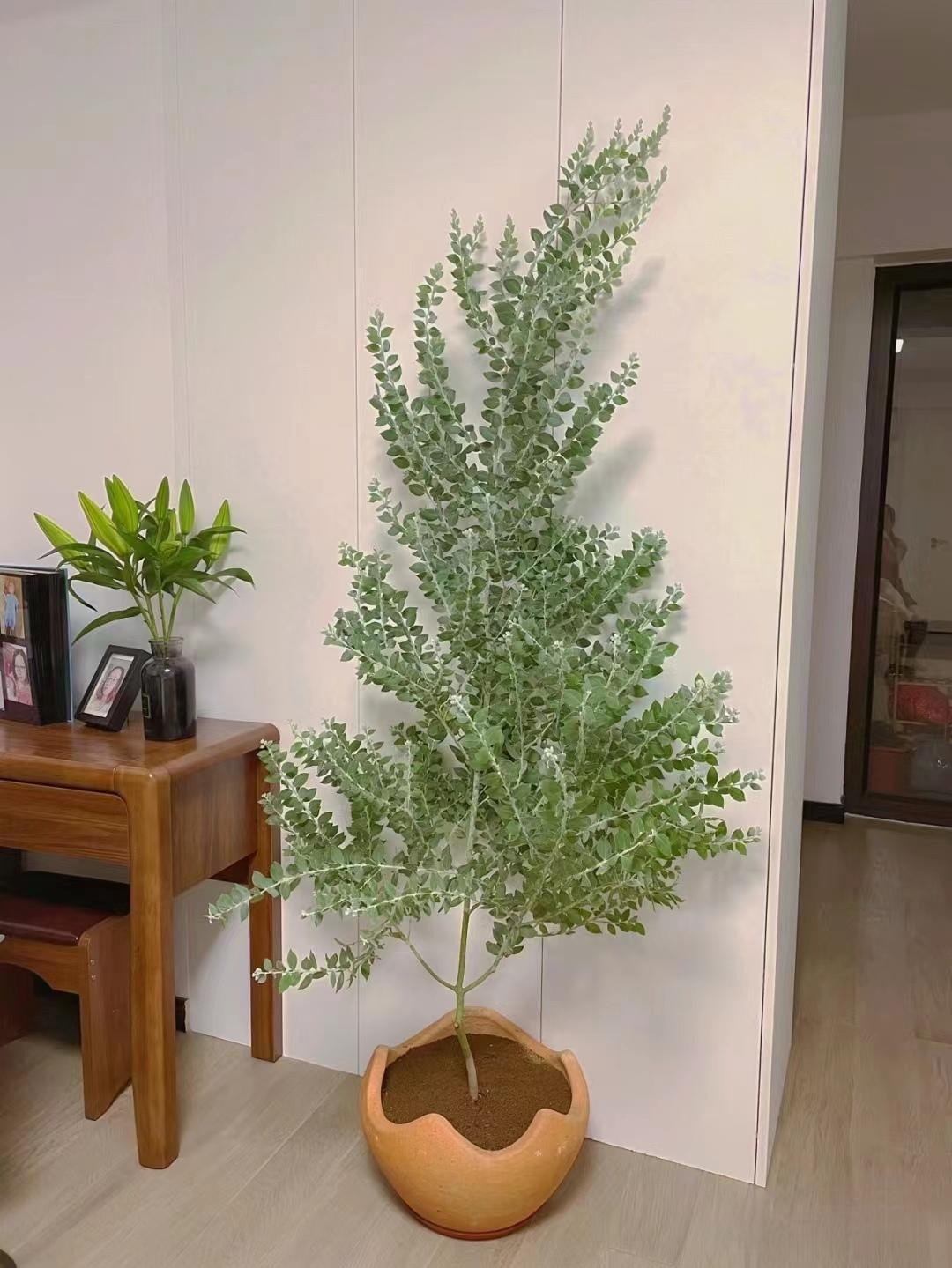 Cây cảnh độc lạ 