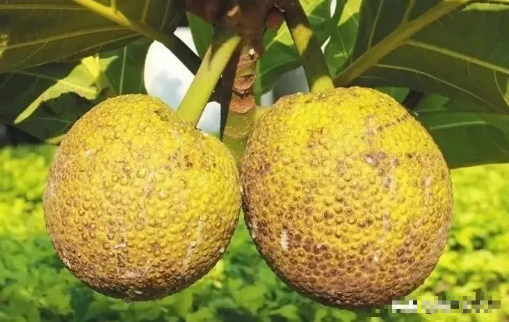 Cây cảnh độc lạ 