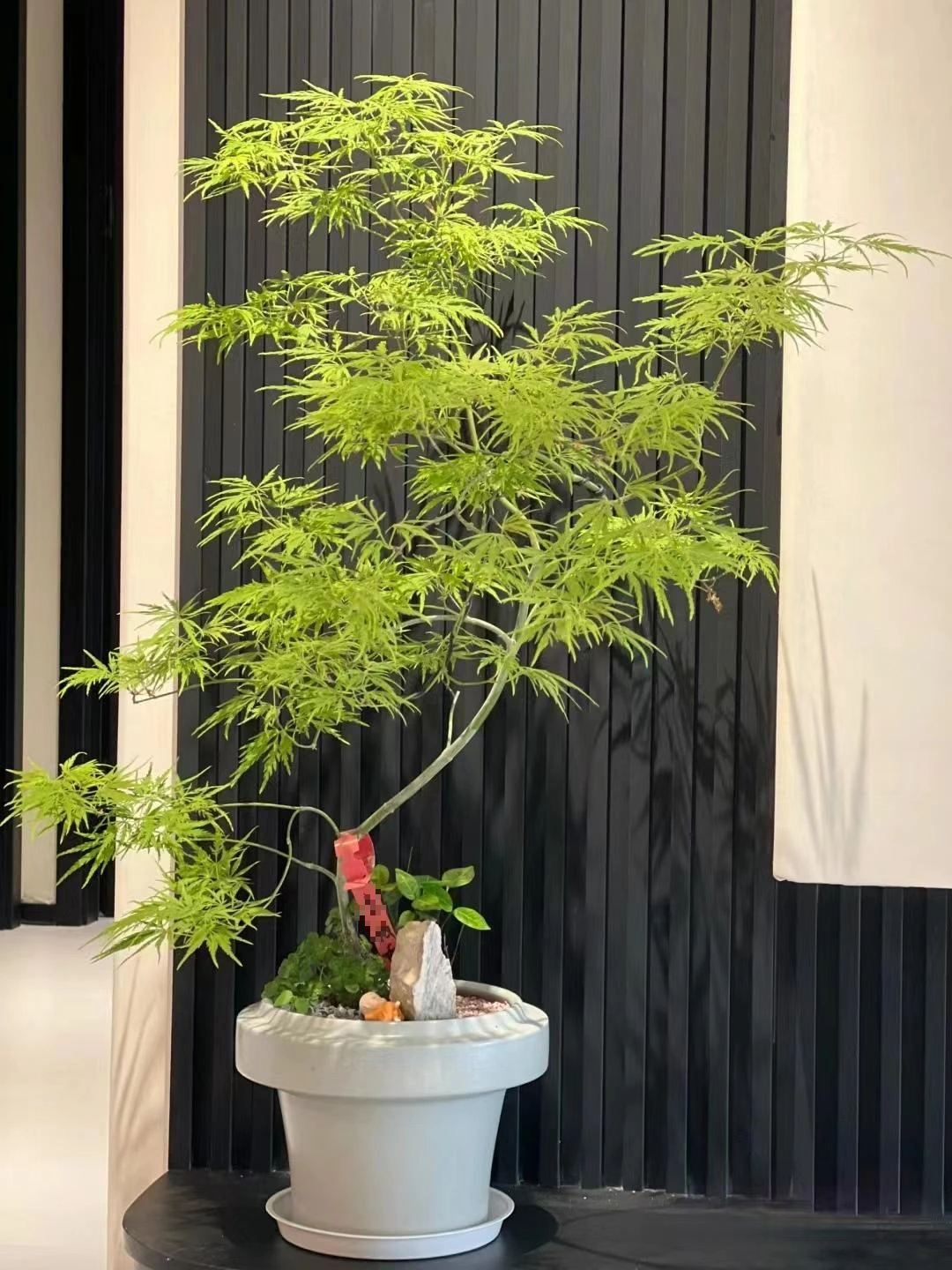 Cây cảnh độc lạ 