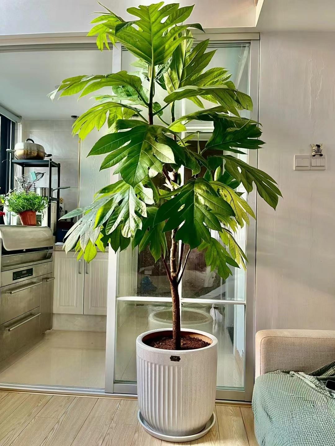 Cây cảnh độc lạ 
