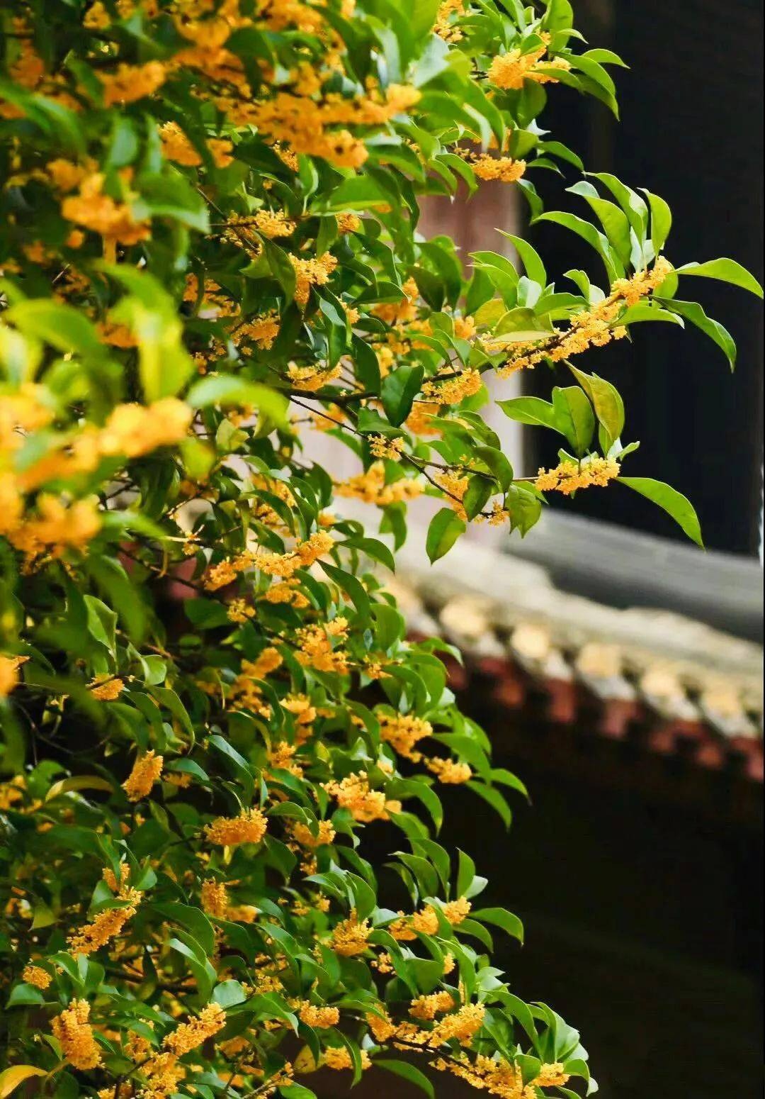 Trồng ngay cây cảnh này để khu vườn 4 mùa rực rỡ, hương thơm đầy trời, phú quý tự nhiên đến- Ảnh 14. Trồng ngay cây cảnh này để khu vườn 4 mùa rực rỡ, hương thơm đầy trời, phú quý tự nhiên đến- Ảnh 14.