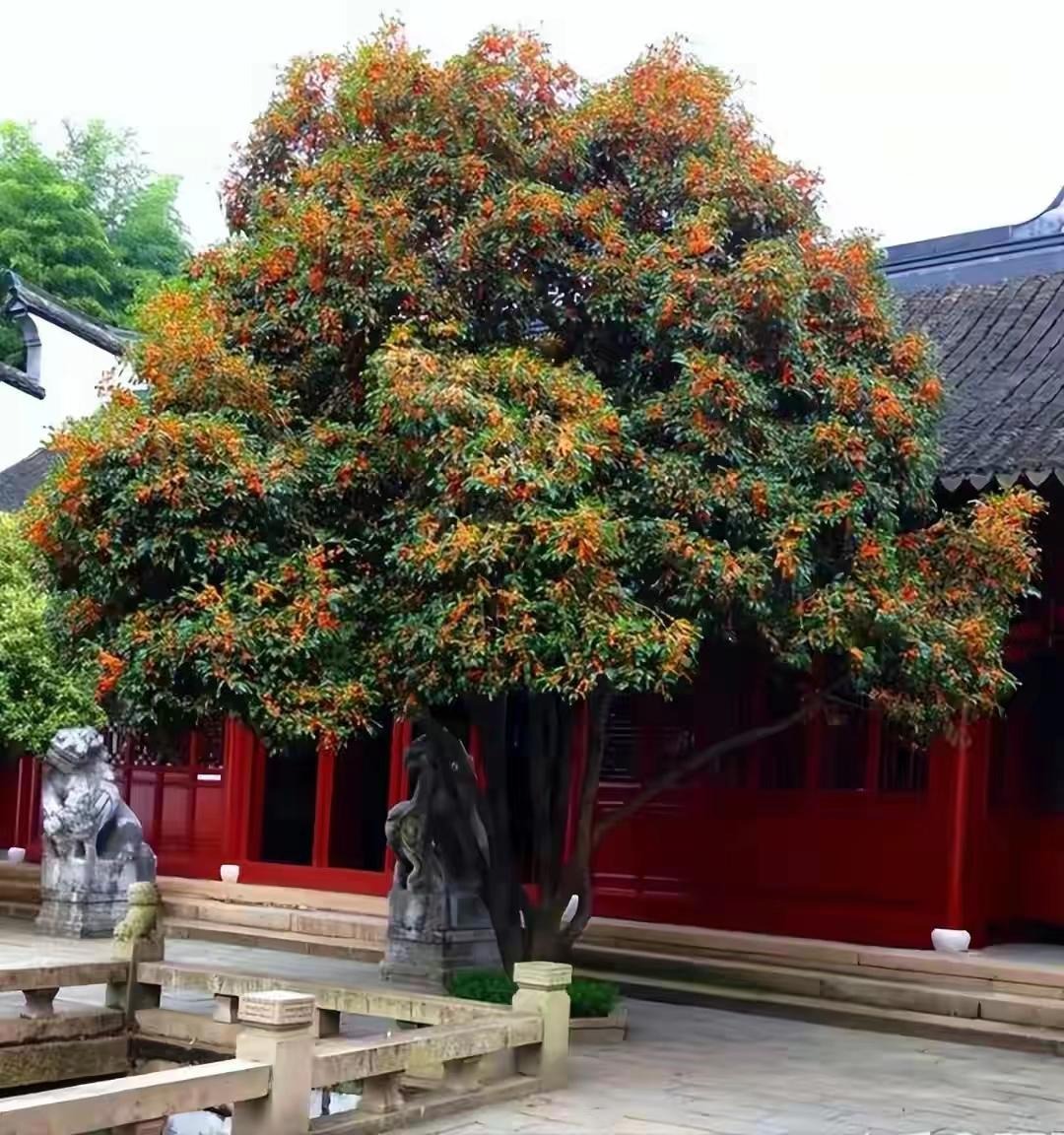 Trồng ngay cây cảnh này để khu vườn 4 mùa rực rỡ, hương thơm đầy trời, phú quý tự nhiên đến- Ảnh 11. Trồng ngay cây cảnh này để khu vườn 4 mùa rực rỡ, hương thơm đầy trời, phú quý tự nhiên đến- Ảnh 11.