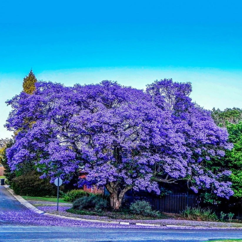 Trồng ngay cây cảnh này để khu vườn 4 mùa rực rỡ, hương thơm đầy trời, phú quý tự nhiên đến- Ảnh 7. Trồng ngay cây cảnh này để khu vườn 4 mùa rực rỡ, hương thơm đầy trời, phú quý tự nhiên đến- Ảnh 7.